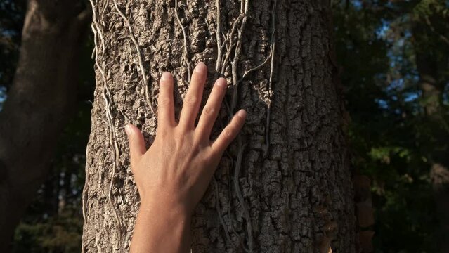 Female stroking tree bark in park. A view of female hand on tree bark in the wood. A concept of connection with nature in the forest during day light.