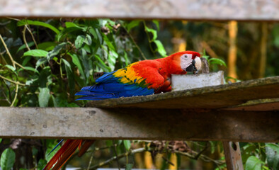 Red Macaw eating sunflower seeds