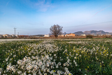 Field of white flowers of rabaniza (Diplotaxis erucoides) at sunset in the spring of Andalusia (Spain)
