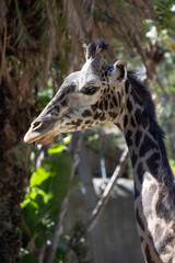 Close-up portrait of a giraffe