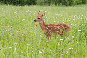Young white tailed fawn surrounded by wildflowers