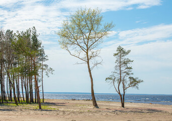 Fototapeta na wymiar landscape of the coast of the Kyiv reservoir