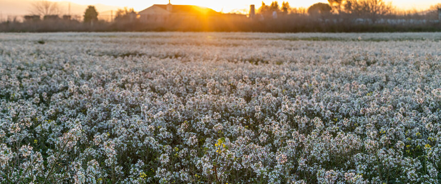Field of white flowers of rabaniza (Diplotaxis erucoides) at sunset in the spring of Andalusia (Spain)