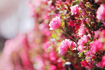 満開の美しいツツジの花