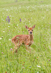 Fawn Standing in a Wildflower Meadow