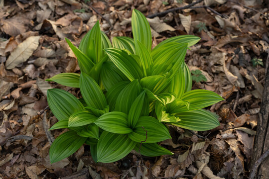 The fresh plant from the veratrum without flowers.