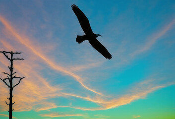 Fototapeta na wymiar Eagle soaring against a sunset sky