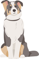 Flat style vector illustration of a border collie dog breed isolated on white. Cartoon dogs.