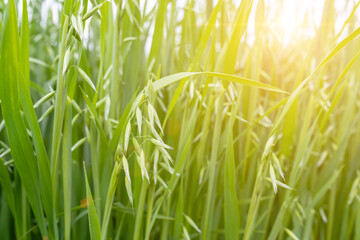 Agriculture, agrarian industry. Green oat field against a background of sunshine in summer. Cereal crops grow in fertile soil.