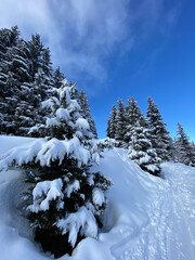 snow covered trees