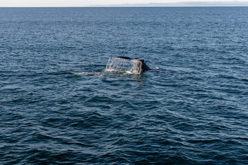 Baleine qui plonge dans l'océan.