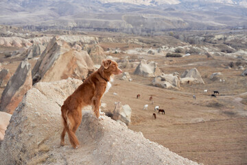Red dog in cappadocia against the backdrop of the sandy mountains. Nova Scotia Duck Tolling Retriever at sunrise