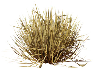 tuft of dry grass, desert plant isolated on transparent background