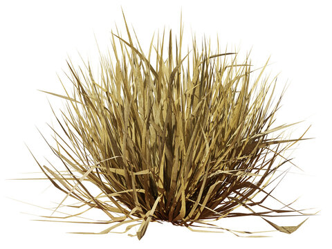 Tuft Of Dry Grass, Desert Plant Isolated On Transparent Background