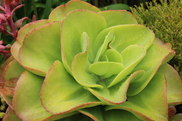 Suculenta