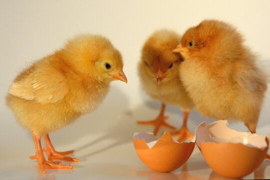 group of chiks