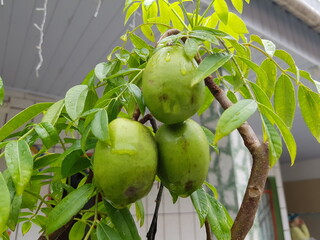 
Spondias dulcis (syn. Spondias cytherea), known commonly as ambarella in Sri Lanka or June plum,...