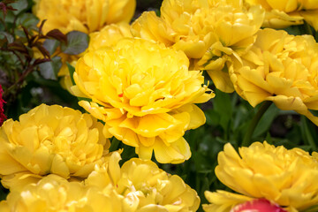 Tulipa Yellow Pomponette, closeup