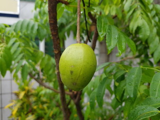 
Spondias dulcis (syn. Spondias cytherea), known commonly as ambarella in Sri Lanka or June plum, is a tropical tree, with edible fruit containing a fibrous pit. Manaus, Amazonas – Brazil.
