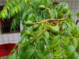 
Spondias dulcis (syn. Spondias cytherea), known commonly as ambarella in Sri Lanka or June plum, is a tropical tree, with edible fruit containing a fibrous pit. Manaus, Amazonas – Brazil.
