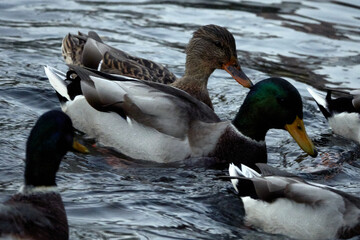 Ducks Swims in the City Park. Ducks in the Pond. Birds in the wild.