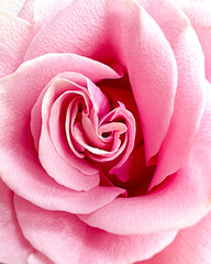 pink rose close-up, background, macro photography