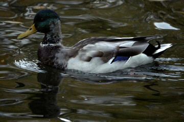 Obraz premium Ducks Swims in the City Park. Ducks in the Pond. Birds in the wild.