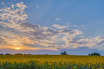 "Acres of Sunflowers At Sunset"