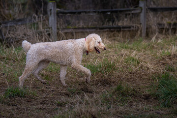 Obraz premium 2023-03-11 SIDE PHOTO OF A CREME COLORED POODLE WALKING THROUGH A OFF LEASH AREA IN REDMOND WASHINGTON