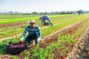 Focused latin american worker hand harvesting organic red spinach crop on vegetable plantation