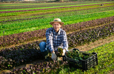 Farmer harvesting and peeling red mustard on the field