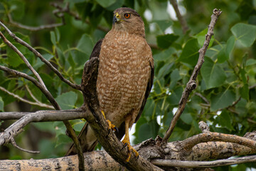 Coopers hawk in a tree