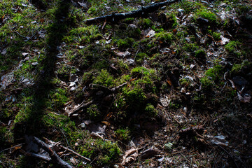 Discovering the Beauty of the Forest in Early Spring