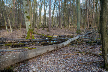 Exploring the Early Spring Woods