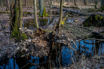 Mokradła w parku narodowym Bagna Kampinowskiego Parku Narodowego, Rozlewiska w lesie, Wetlands in the Swamps of the Kampinos National Park, Pools in the forest