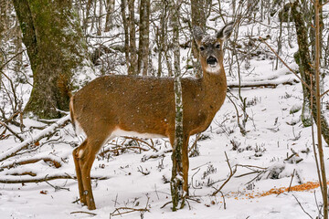 white tail deer in the mountains winter season