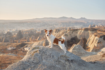 Little dog in cappadocia against the backdrop of the sandy mountains. Jack Russell Terrier at sunrise