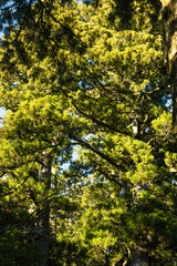 日本　神奈川県足柄下郡箱根町の芦ノ湖湖畔にある箱根神社の境内
