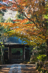 日本　神奈川県鎌倉市にある寿福寺の総門から中門までの参道と紅葉
