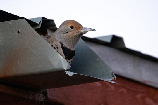 Flicker In A Rain Spout