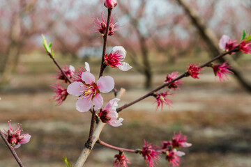Blossoming Peach Tree Branch