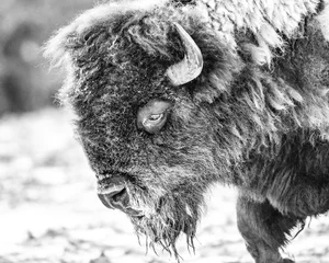Deurstickers american bison © Normunds Bartkevics