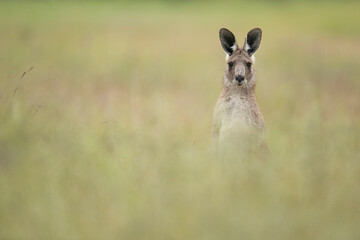 Hidden yet Curious - A juvenile Eastern-Grey Kangaroo grazes on the morning's fresh grasses as it...