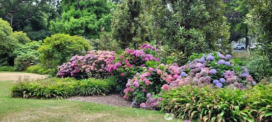 Hydrangeas garden 