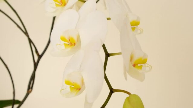 white orchid flower on a beige background. White orchid branch close-up.Growing and caring orchids at home. 4k footage