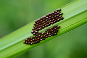 Leaf foot insect eggs (Family Coreidae) on the leaves. Macro shooting © Kanurism
