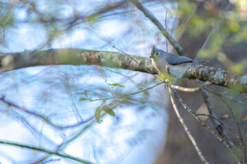 chickadee bird perched on a tree branch in spring