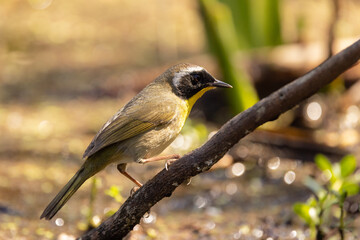 A small, beautiful bird called a common yellowthroat (Geothlypis trichas) on the edge of a wetland in Sarasota County, Florida