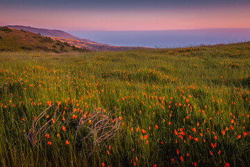 Poppy field at sunset in Big Sur, California