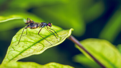 Adult Stilt-legged Fly on Green Leaf, Insect animal, macro photo.